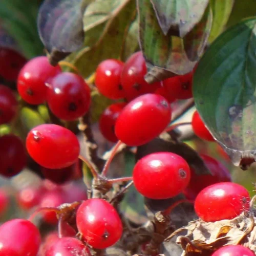 How to grow Japanese cornel (Cornus officinalis)