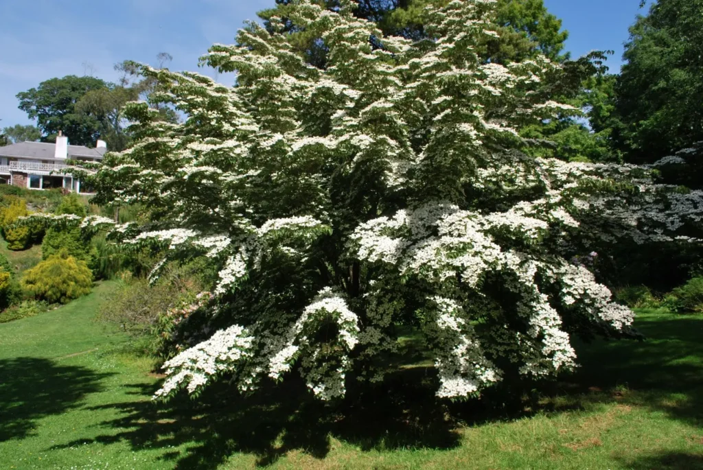 Chinese dogwood - Cornus kousa chinensis