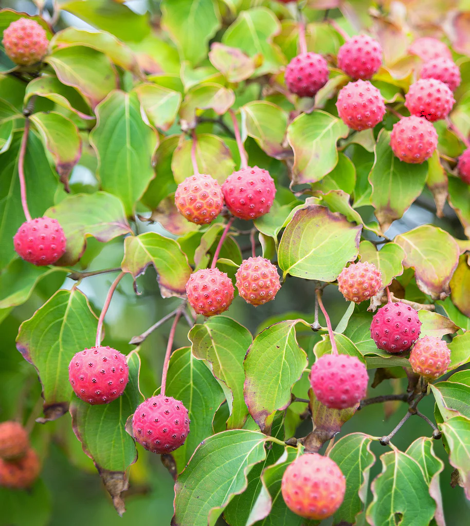 Japanese Dogwood - Cornus kousa