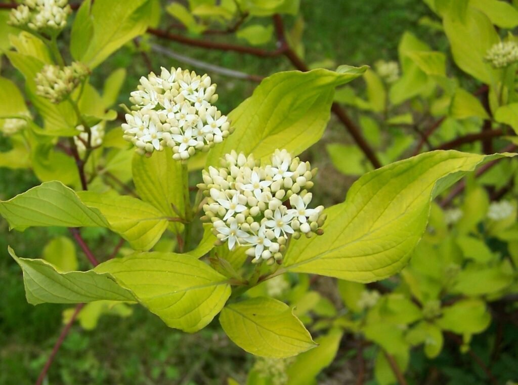 Tartarian Dogwood - Cornus alba
