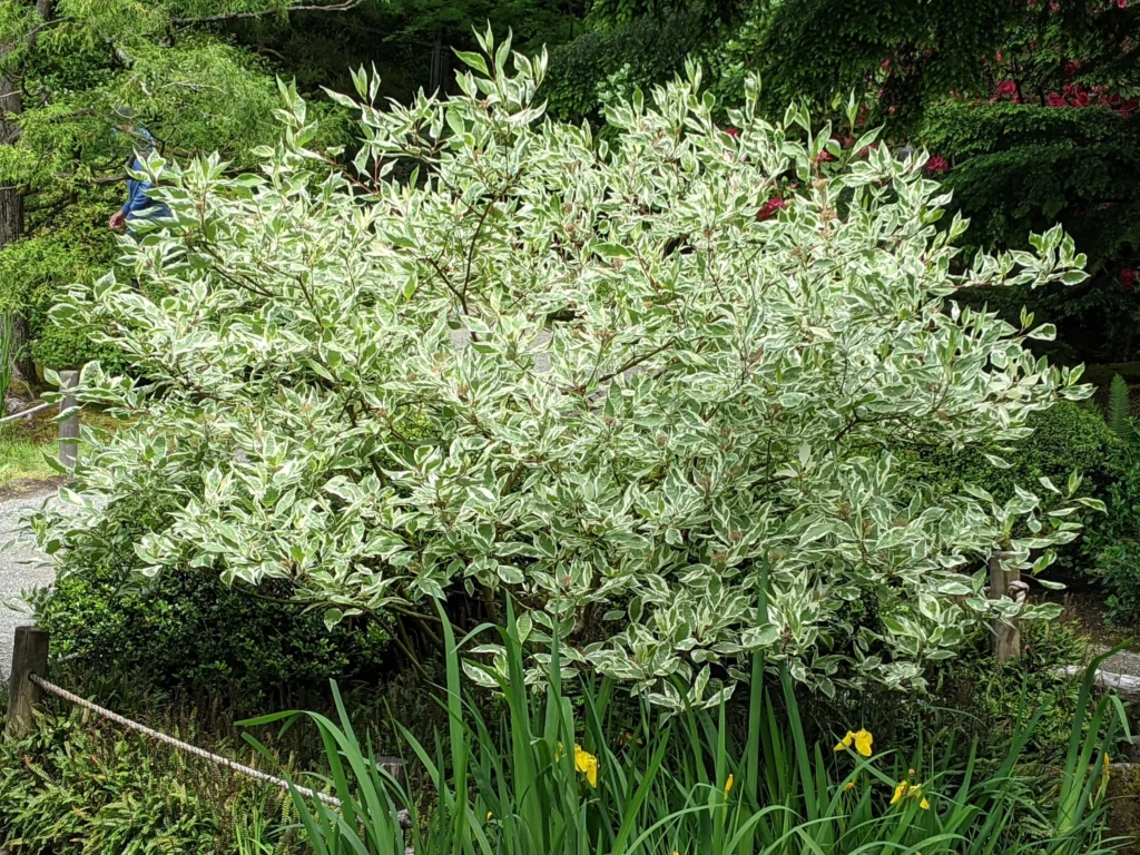 Tartarian Dogwood - Cornus alba