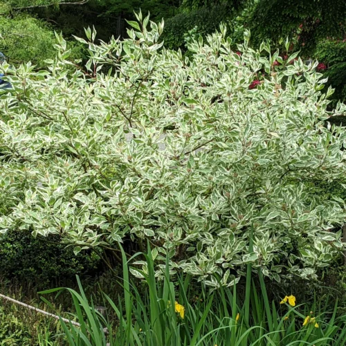 How to grow Tartarian Dogwood (Cornus alba)