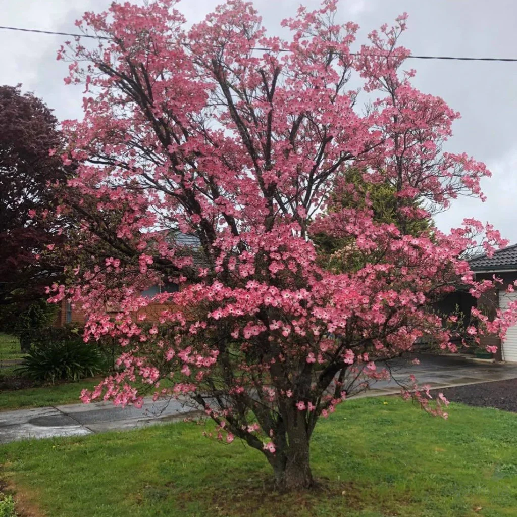 Flowering Dogwood - Cornus florida