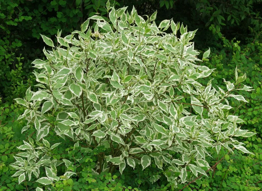 Tartarian Dogwood - Cornus alba