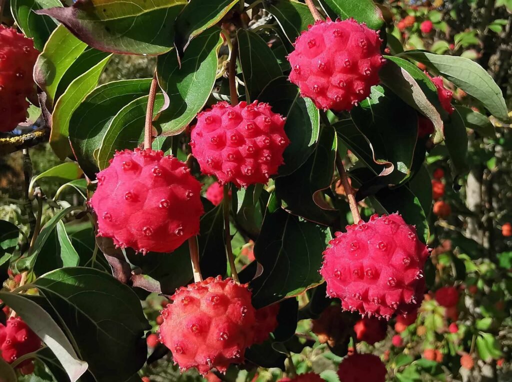 Japanese Dogwood - Cornus kousa