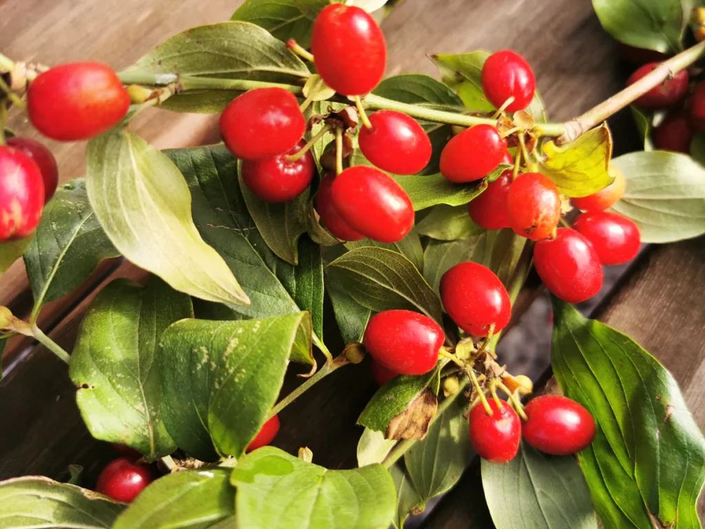 Cornelian Cherry - Cornus mas