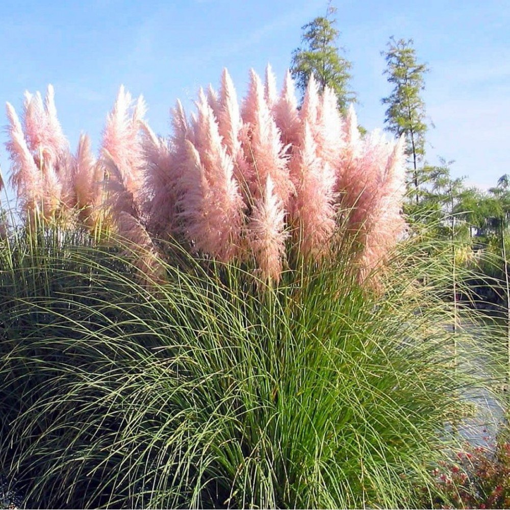 Pampas Grass - Cortaderia selloana
