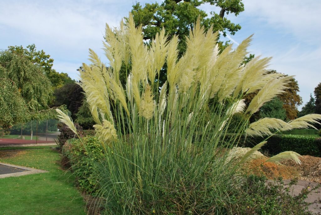 Pampas Grass - Cortaderia selloana