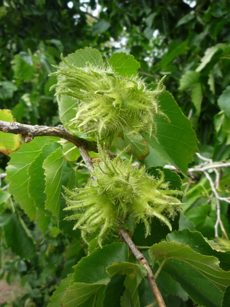 Turkish Hazel - Corylus colurna