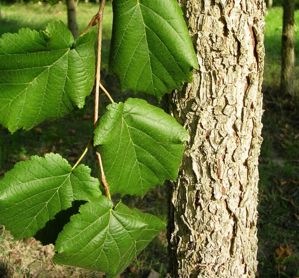 Turkish Hazel - Corylus colurna