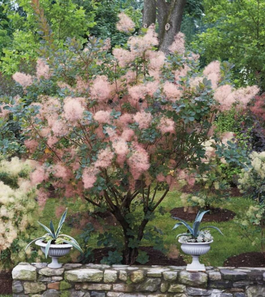 Smoke Tree - Cotinus coggygria
