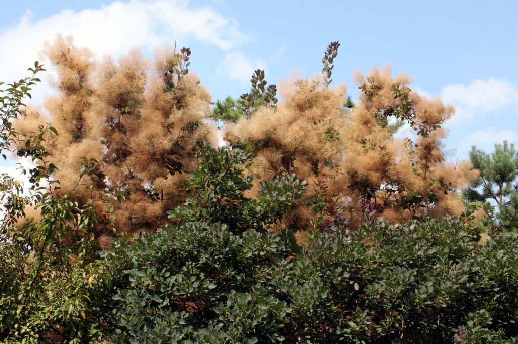 Smoke Tree - Cotinus coggygria