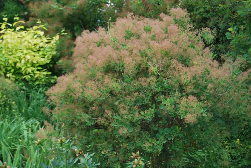 Smoke Tree - Cotinus coggygria