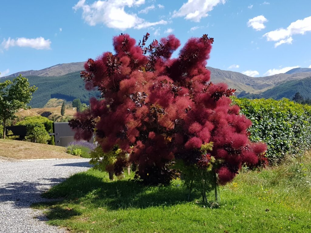 Smoke Tree - Cotinus coggygria