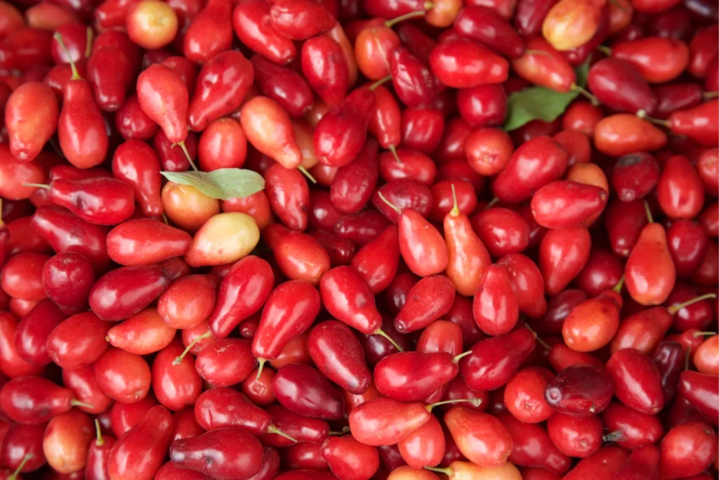 Cornelian Cherry - Cornus mas