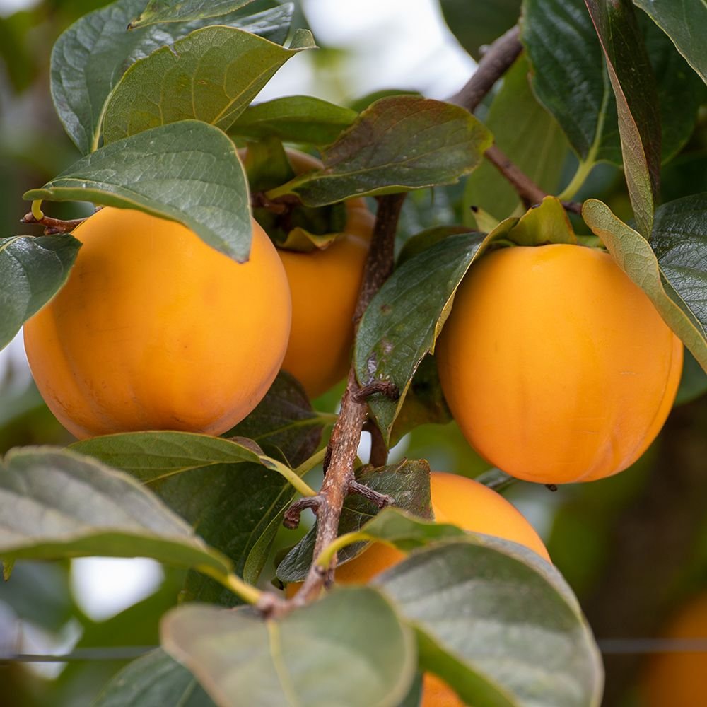 Japanese persimmon - Diospyros kaki