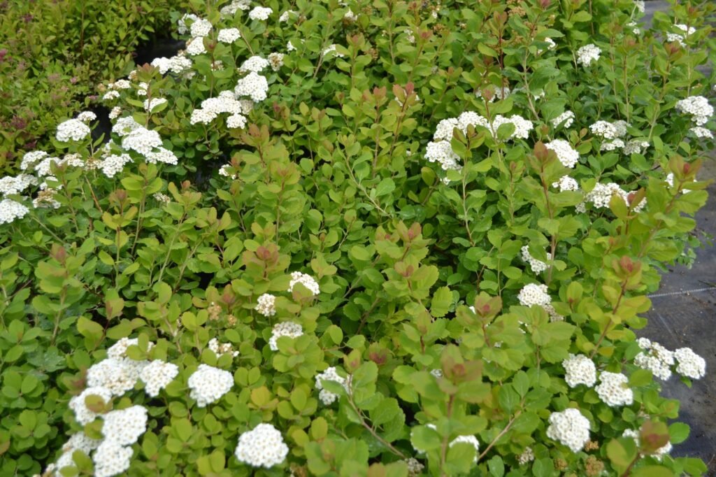 Birchleaf spirea - Spiraea betulifolia