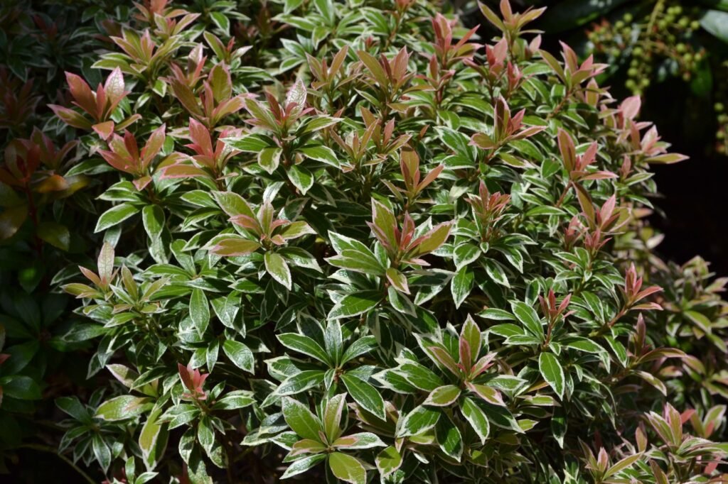 Japanese Andromeda - Pieris japonica