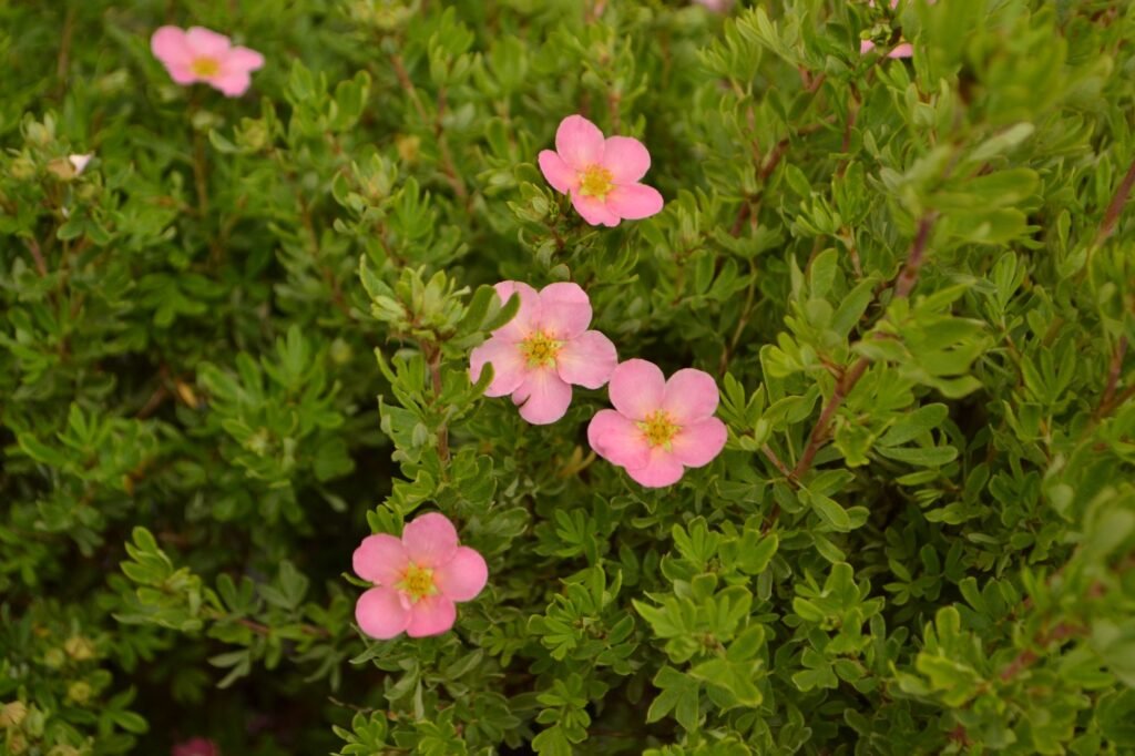 Shrubby cinquefoil - Dasiphora fruticosa