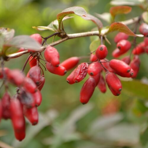 How to grow Common barberry (Berberis vulgaris)