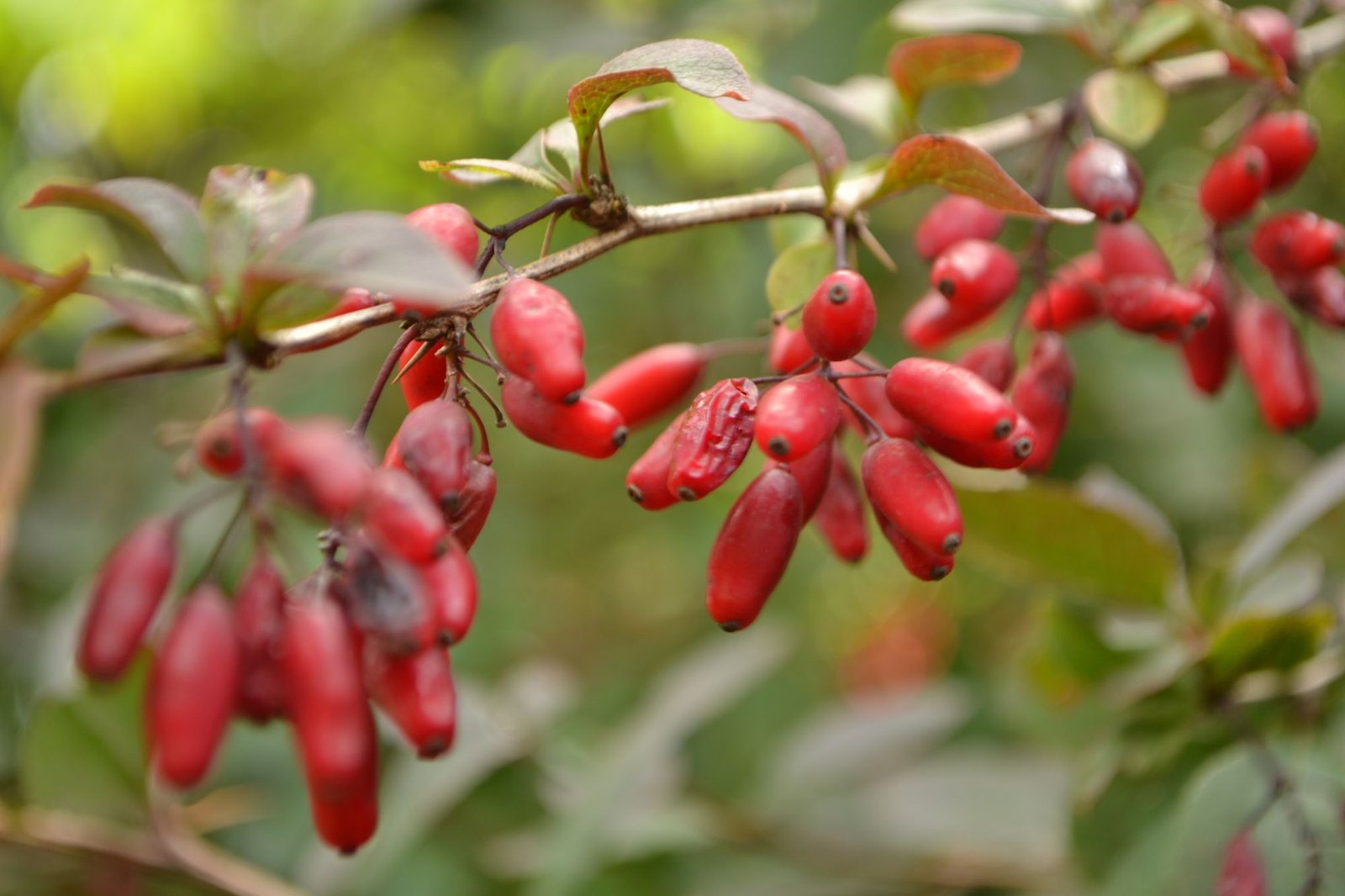 Variberry Common Barberry (Berberis vulgaris): Growing, Propagating, Varieties ...