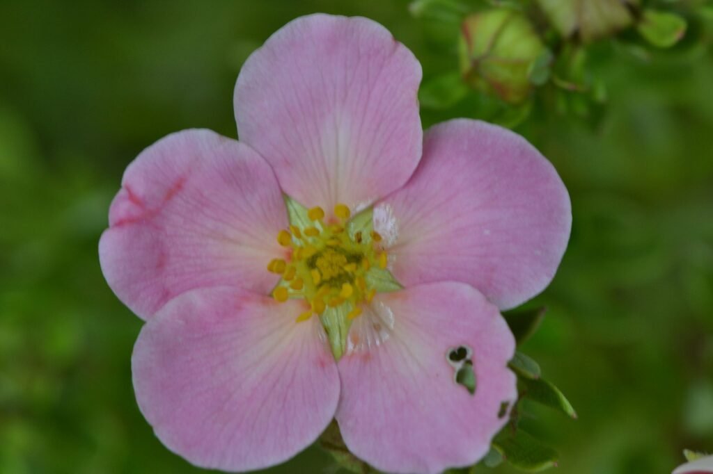Shrubby cinquefoil - Dasiphora fruticosa