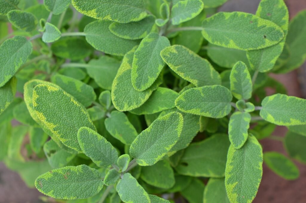 Sage - Salvia officinalis