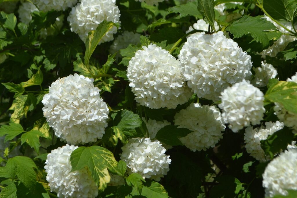 Guelder Rose - Viburnum opulus