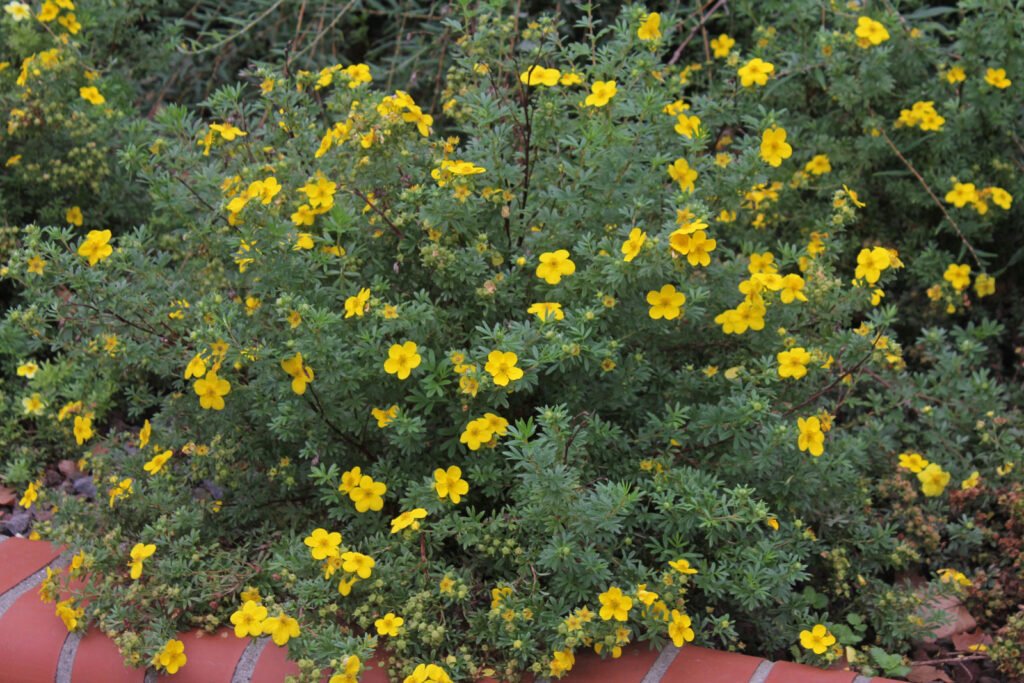 Shrubby cinquefoil - Dasiphora fruticosa