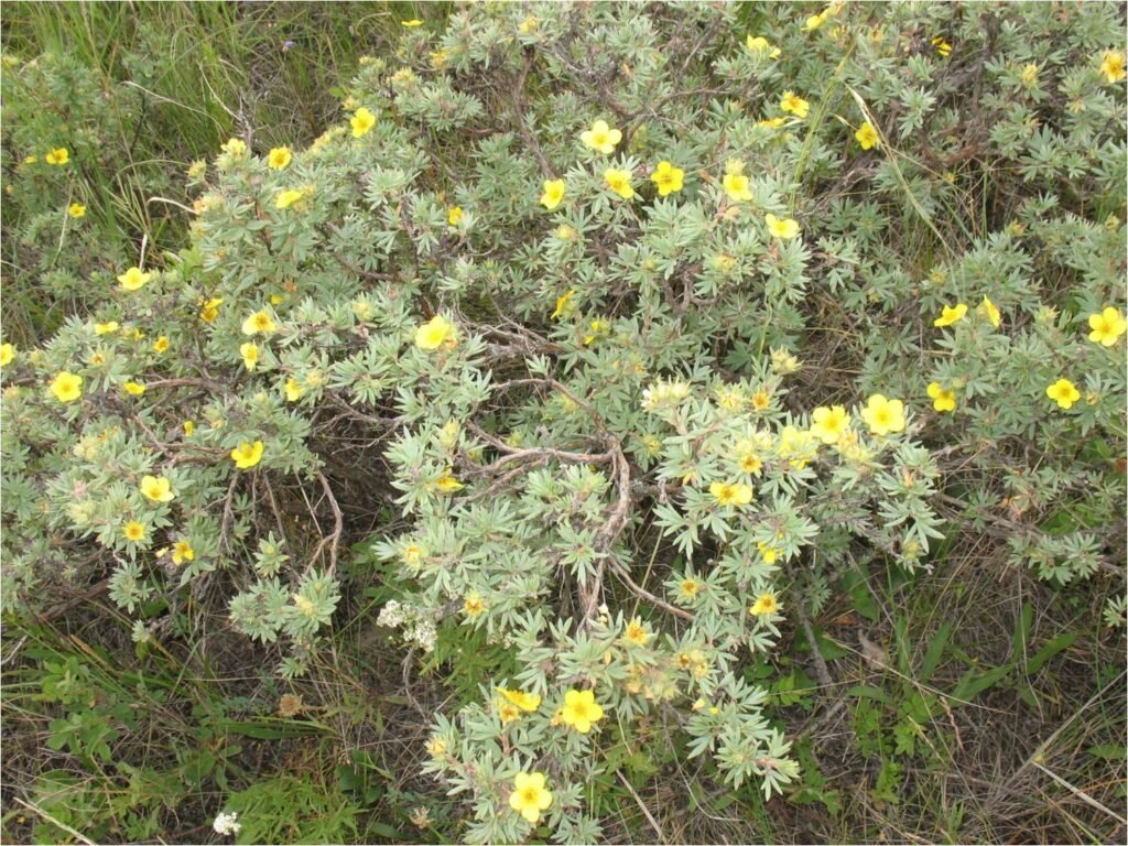 Shrubby cinquefoil - Dasiphora fruticosa