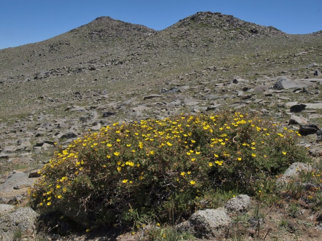 Shrubby cinquefoil - Dasiphora fruticosa