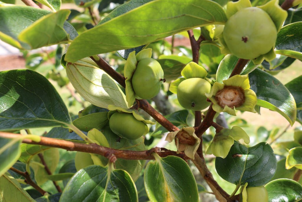 Japanese persimmon - Diospyros kaki