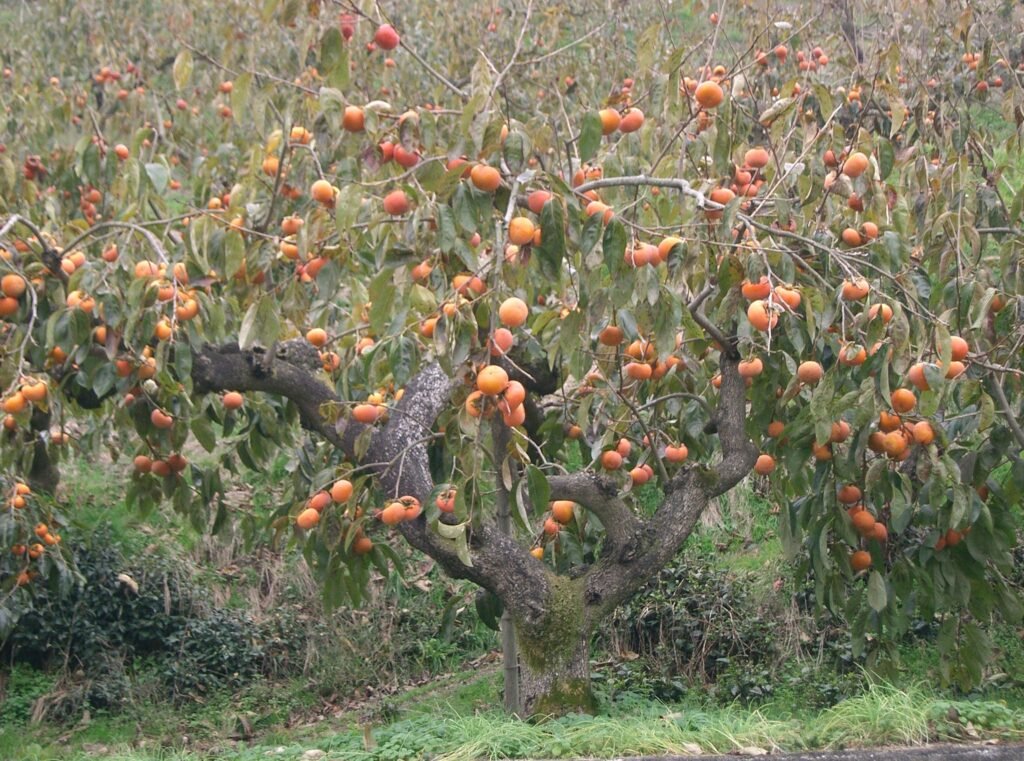 Japanese persimmon - Diospyros kaki