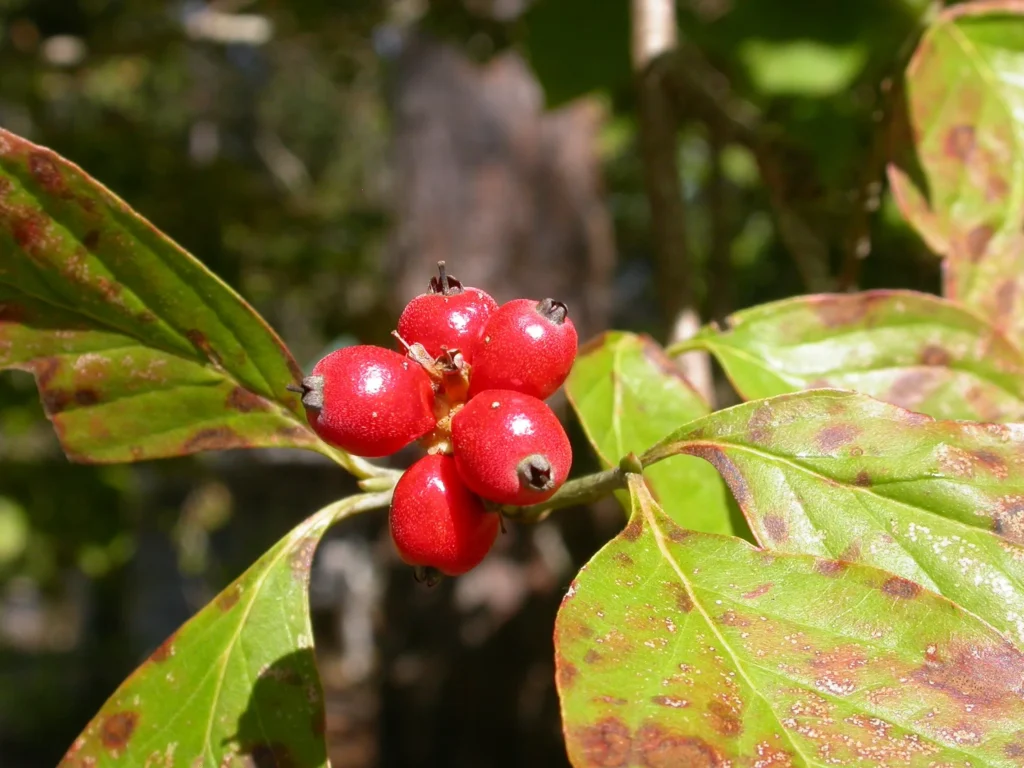 Flowering Dogwood - Cornus florida