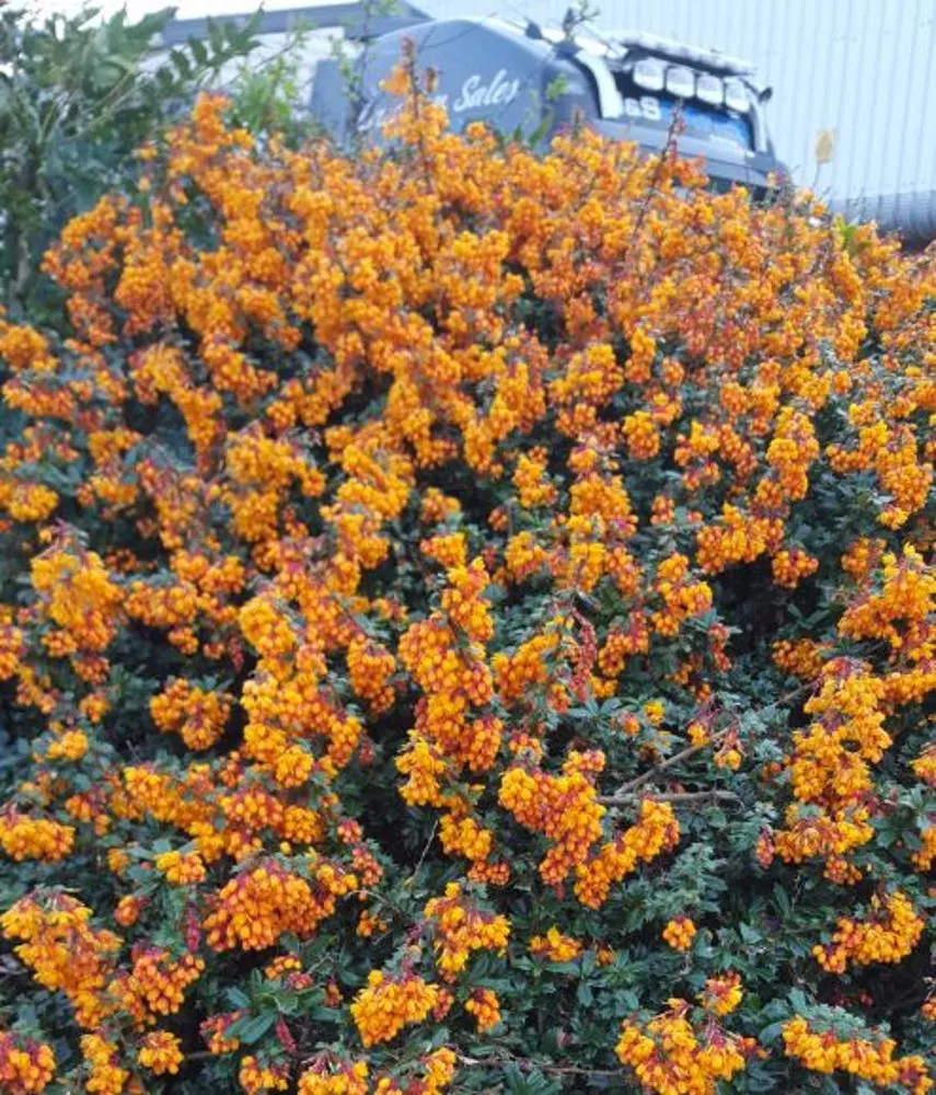 Darwin's Barberry - Berberis darwinii