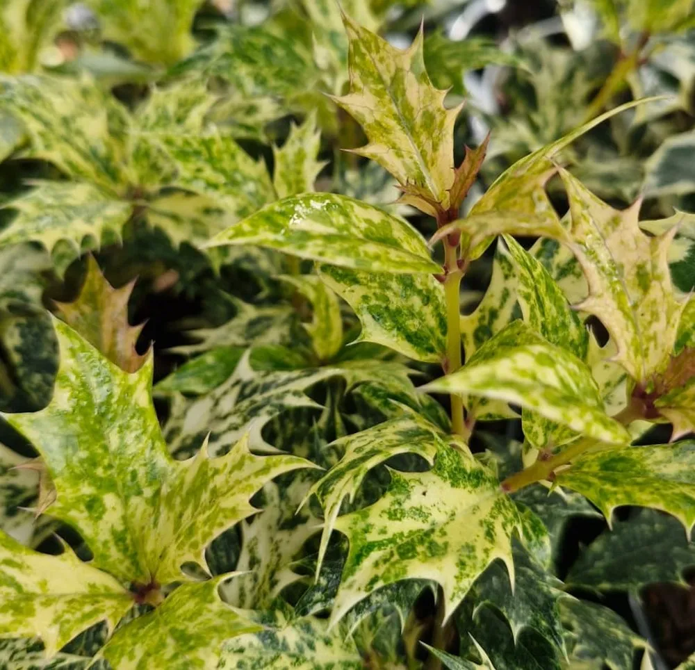 Holly Olive - Osmanthus heterophyllus