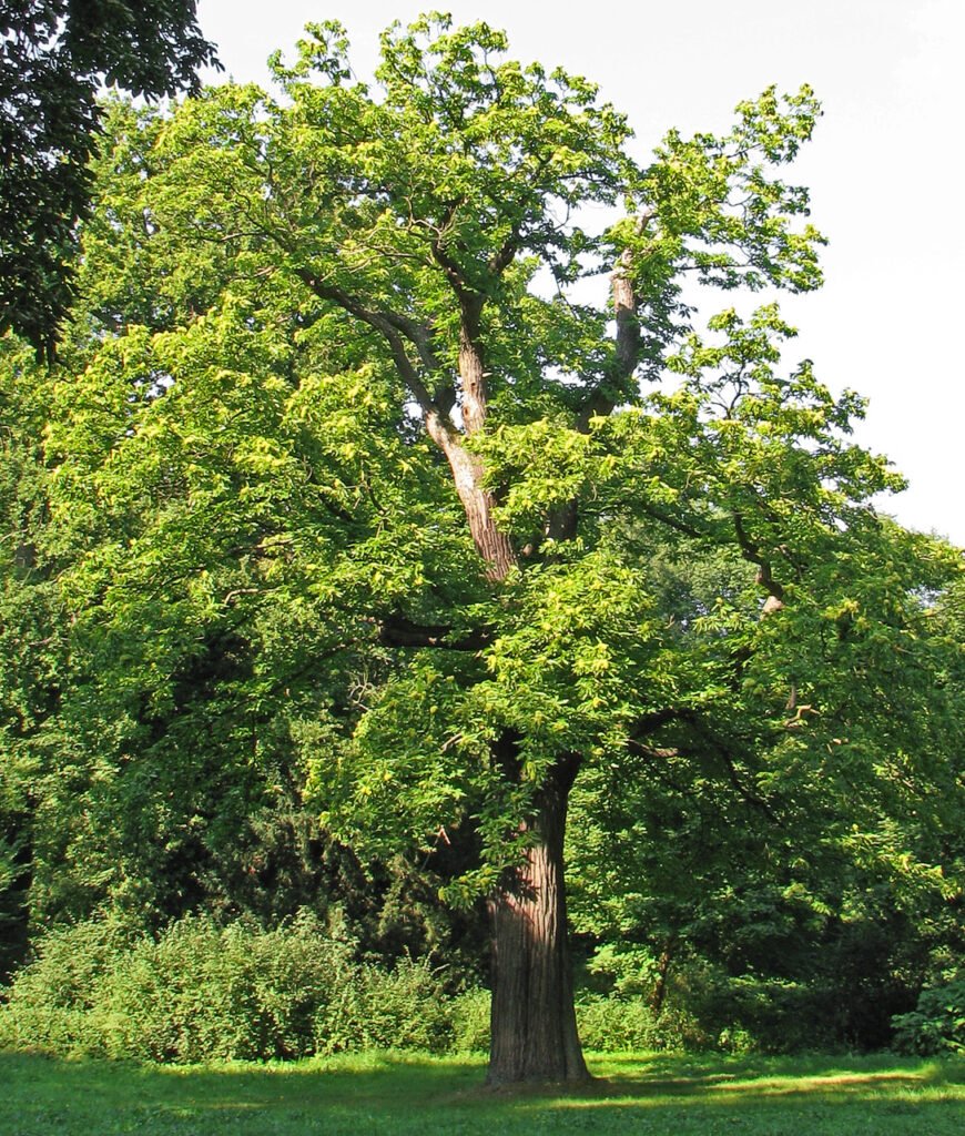 Sweet Chestnut - Castanea sativa
