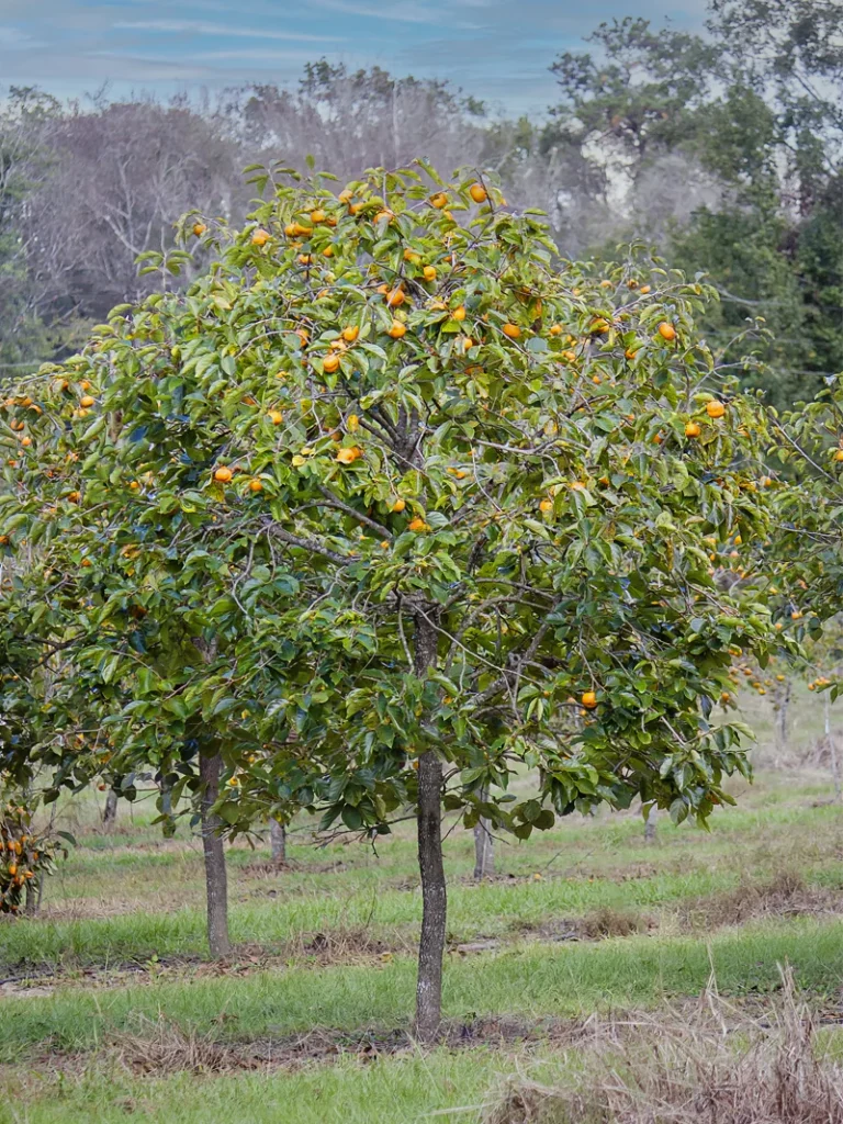 Japanese persimmon - Diospyros kaki