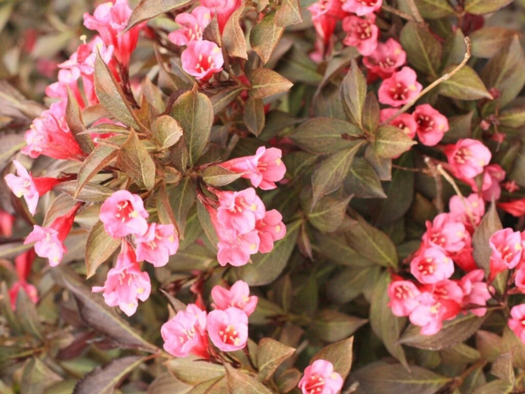 Weigela - Weigela