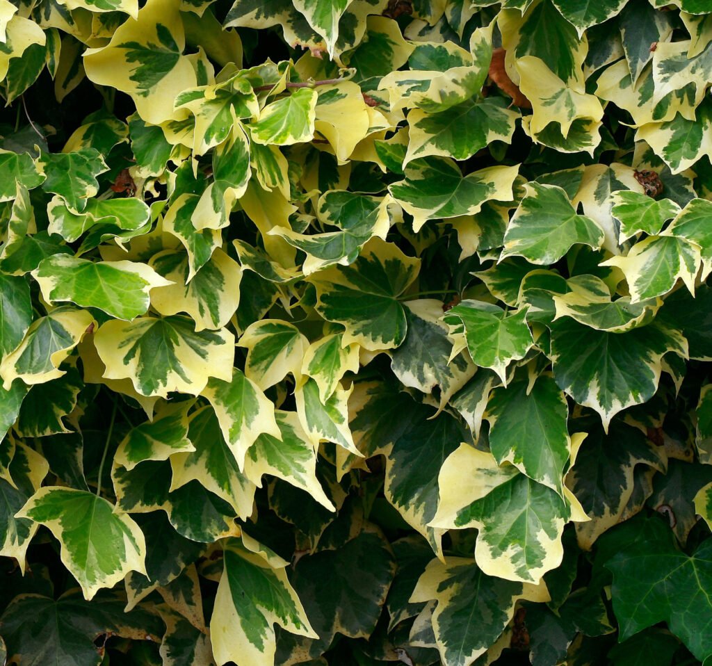 Ivy - Hedera helix
