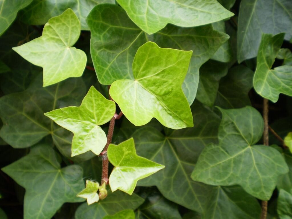 Ivy - Hedera helix