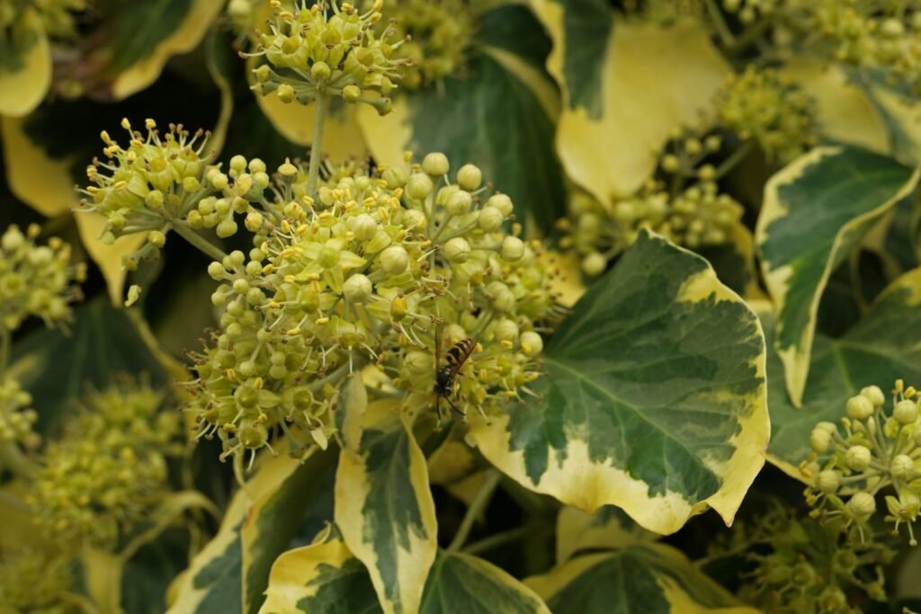 Ivy - Hedera helix