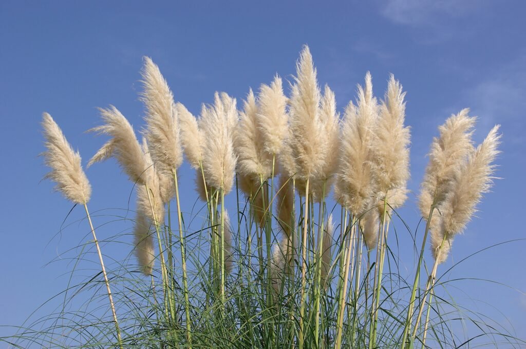 Pampas Grass - Cortaderia selloana