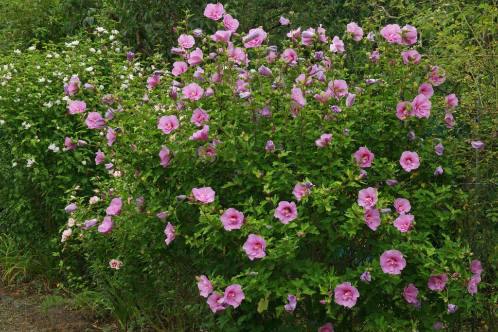 Rose Of Sharon - Hibiscus syriacus