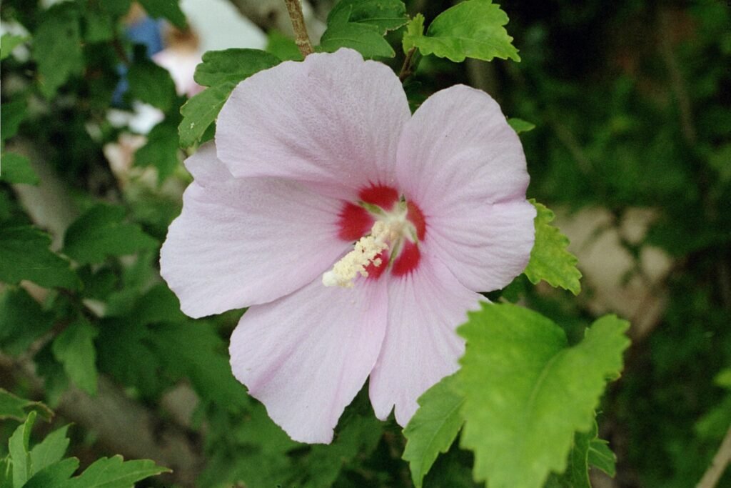 Rose Of Sharon - Hibiscus syriacus