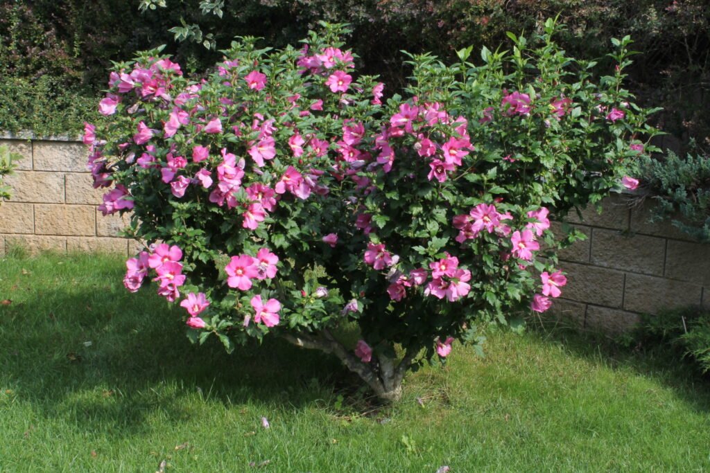 Rose Of Sharon - Hibiscus syriacus