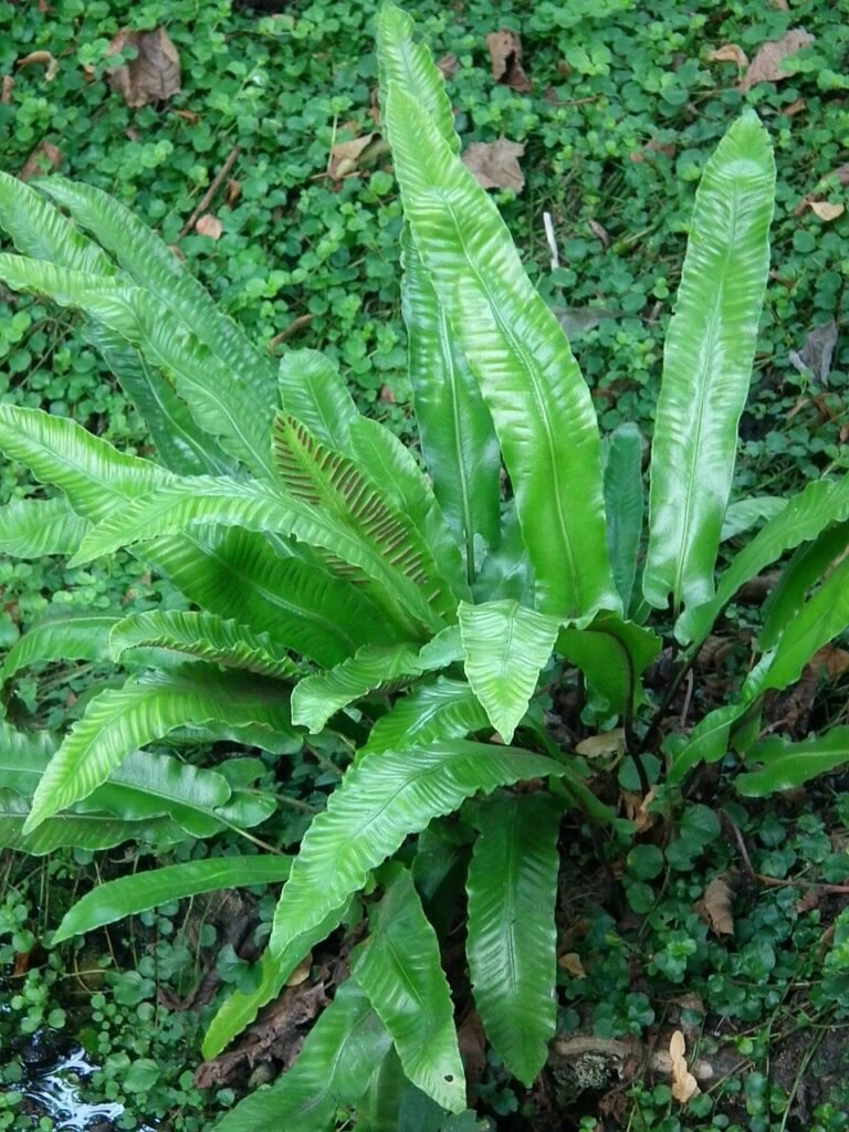 Hart's Tongue Fern - Asplenium scolopendrium