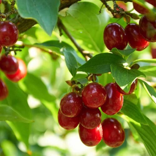 How to grow Cornelian Cherry (Cornus mas)