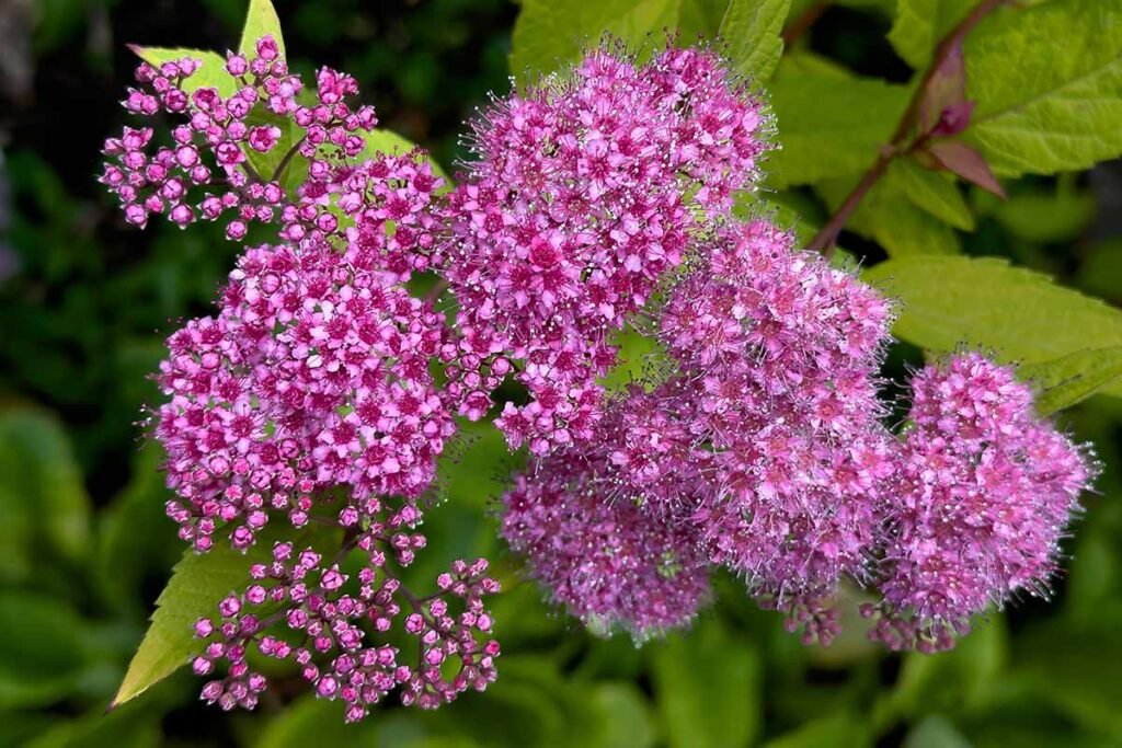 Japanese Spiraea - Spiraea japonica