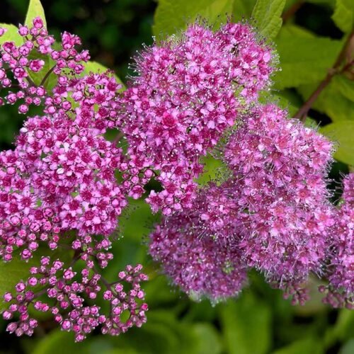 How to grow Japanese Spiraea (Spiraea japonica)